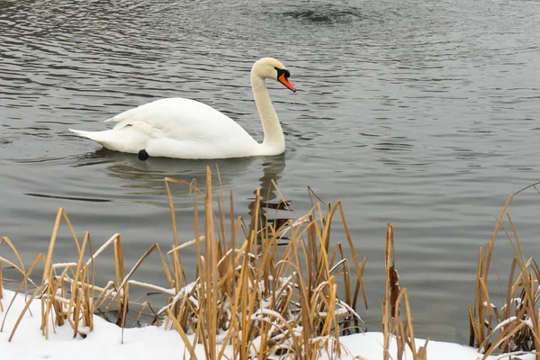 Cisnes Lago Congelado Invierno Las Aves Capturan Peces Invierno —  Fotos de Stock