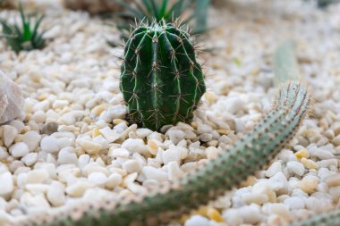 Kaktüsler kayalarda büyüyen. küçük bir bahçe peyzaj.