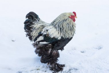 Yetişkin horoz soğuk karda yürür.