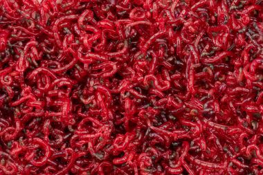Bloodworm. Balık için yem. Bir yakın çekim fotoğraf.