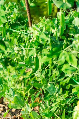 Bezelye ekimi. Bahçede büyüyen bezelyelerin fotoğrafı.