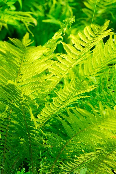 Foto de las hojas de la planta del helecho . —  Fotos de Stock