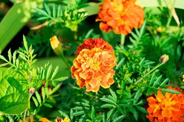 Flores calêndulas fotografadas em um canteiro de flores . — Fotografia de Stock