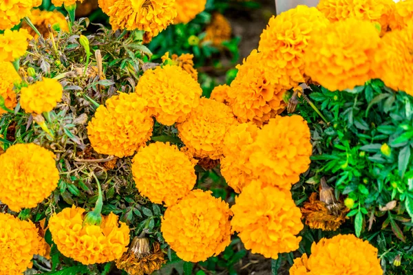 Квіти чорнобривців, сфотографовані в клумбі . — стокове фото
