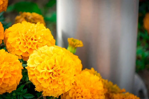 Flores calêndulas fotografadas em um canteiro de flores . — Fotografia de Stock