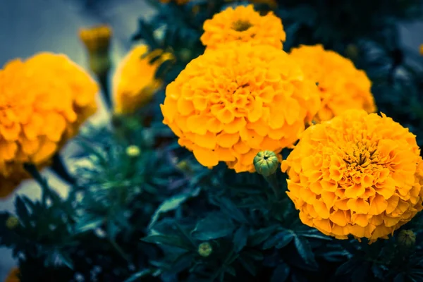 Çiçek tarhında çekilmiş kadife çiçeği çiçekleri.. — Stok fotoğraf