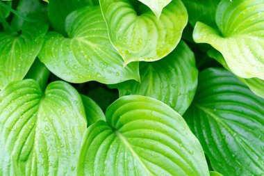 Ev sahibi bitkinin yapraklarının fotoğrafı..