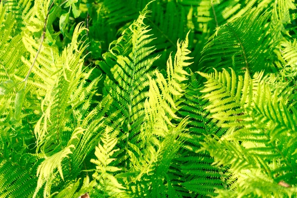 Foto Las Hojas Planta Del Helecho —  Fotos de Stock