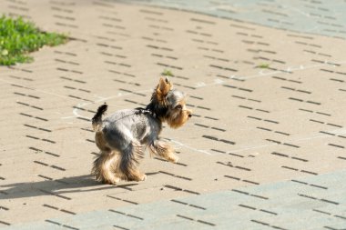 Yorkshire Teriyeri. Köpek tasmayla parkta yürüyor..