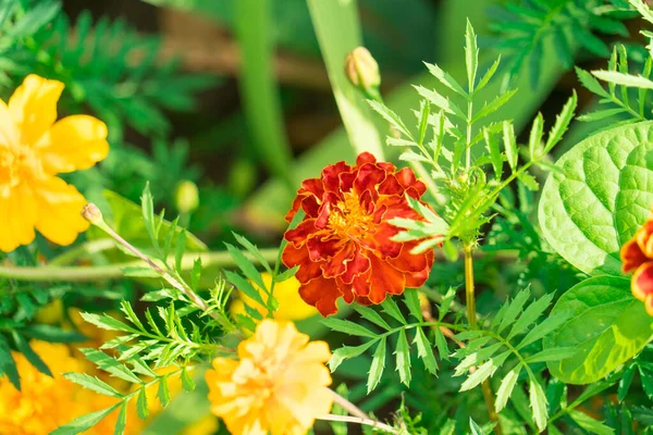 Marigold Květiny Fotografované Záhonu Květin — Stock fotografie