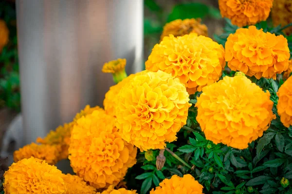 Ringelblumen Blumenbeet Fotografiert lizenzfreie Stockfotos