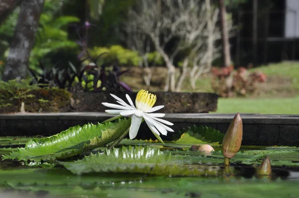 Водяная лилия цветет в парке в Таиланде — стоковое фото