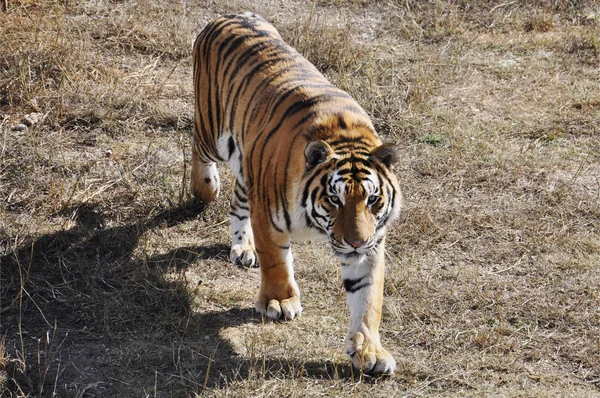 young Amur tiger walks