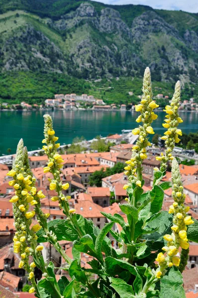 Flores amarelas no fundo do panorama da cidade de Kotor — Fotografia de Stock