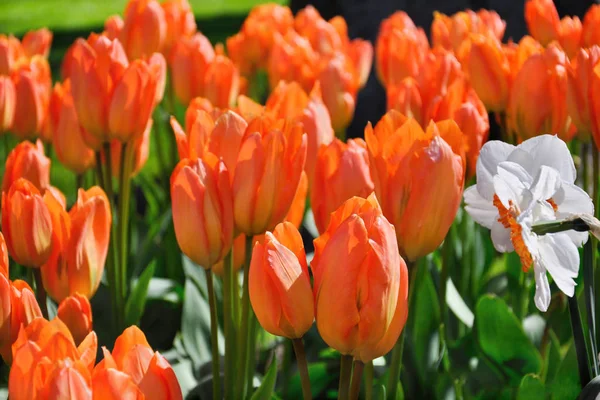 Orange Flame Spring Tulips Keukenhoff Pays-Bas — Photo