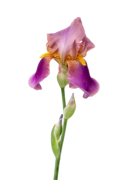 Fehér alapon, lila iris. — Stock Fotó