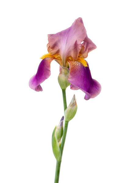     Lilac iris on a white background.