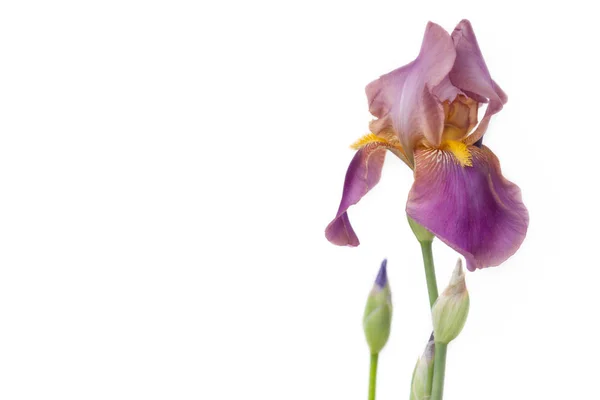     Beyaz bir arka plan üzerinde Lila Iris.