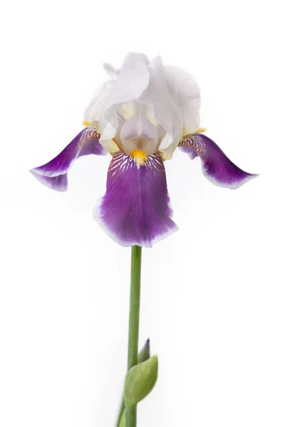Beyaz bir arka plan üzerinde çiçek açması Iris. — Stok fotoğraf