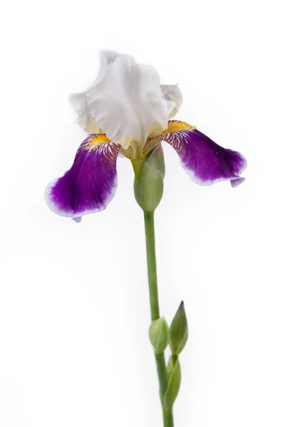 Beyaz bir arka plan üzerinde çiçek açması Iris. — Stok fotoğraf