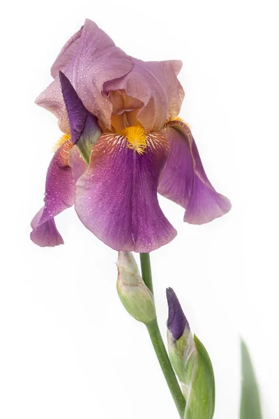 Beyaz bir arka plan üzerinde güzel Iris çiçeği. Menekşe renk yaprakları. — Stok fotoğraf
