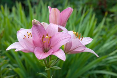 Bahçede çiçek lilyum.