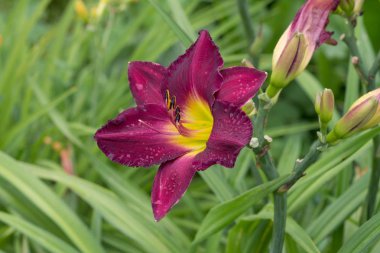 Bir çiçek açan daylily bahçe.