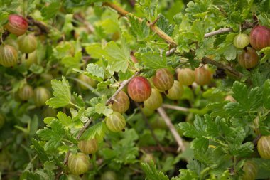 Dal kırmızı bektaşi üzümü meyveler.