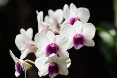 Pad thai - Tay şehriye