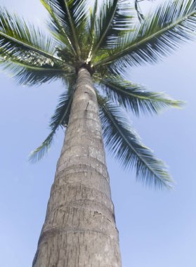 Hindistan cevizi ağacı meyve ile