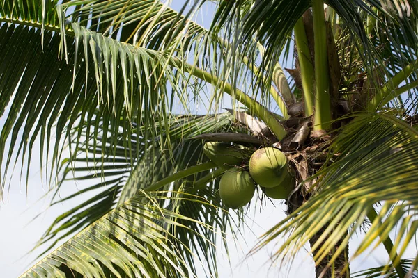 Kokospalm met vruchten — Stockfoto