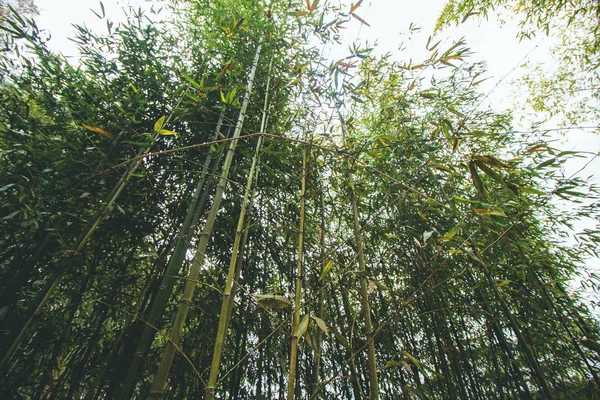 Бамбуковый лес в святилище — стоковое фото