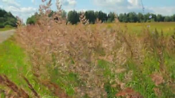 Луговая трава летом — стоковое видео