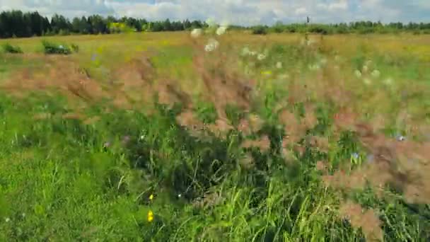 Herbe de prairie à l'été — Video
