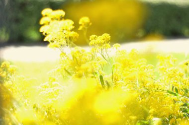 Güneşli bir çayır üzerinde sarı çiçek