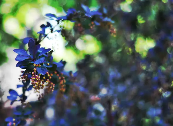 Imagen de fondo rama de floración — Foto de Stock