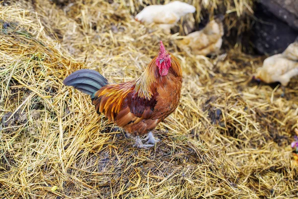 Rooster crowing in the outdoor on the manure piles — Stock Photo, Image