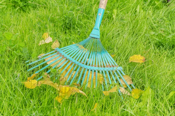 Ancinho e folhas de outono na grama verde — Fotografia de Stock