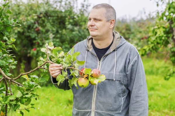 Agronomist at the apple trees in the garden — Stock Photo, Image