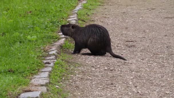 Wild nutria,water rat on the path — Stock video