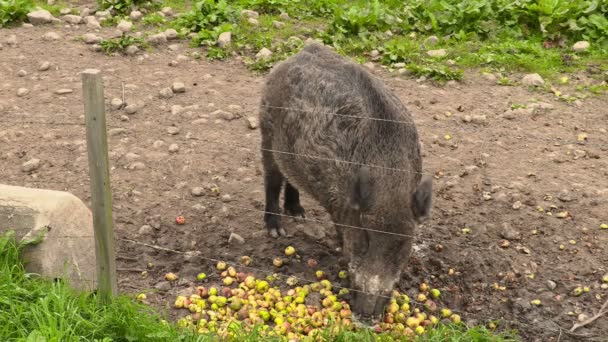 Wild boar eating apples — Stock video