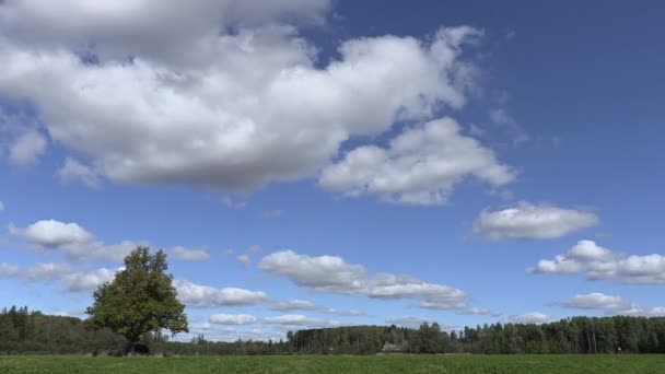 Clouds over the forest clearings.Timelapse — ストック動画