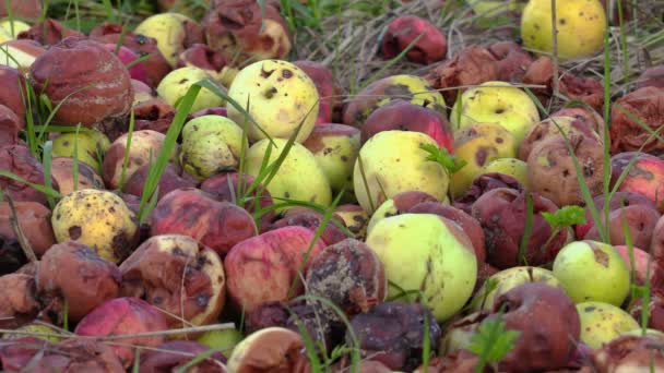 Rotte appels op gras — Stockvideo