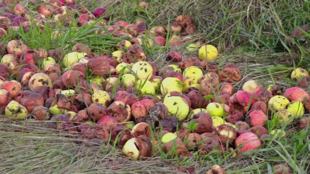 Гнилые яблоки с насекомыми — стоковое видео