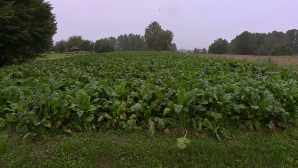 Campo de beterraba com pássaros antes da chuva — Vídeo de Stock