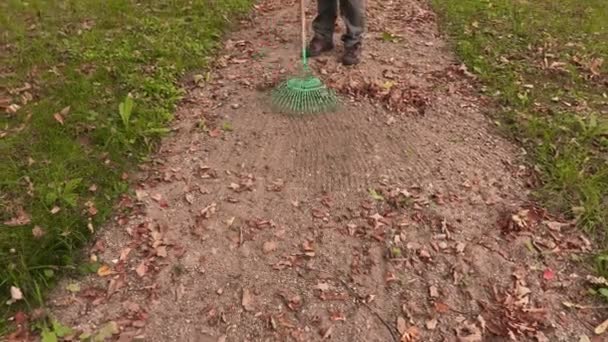 Man with rake collect leaves on path in park — Stockvideo