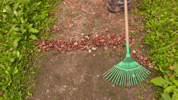 Rake collect leaves on the path — Stock video