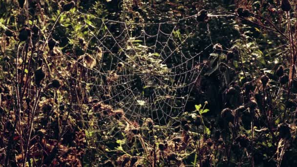 Spider web in morning — Stock Video