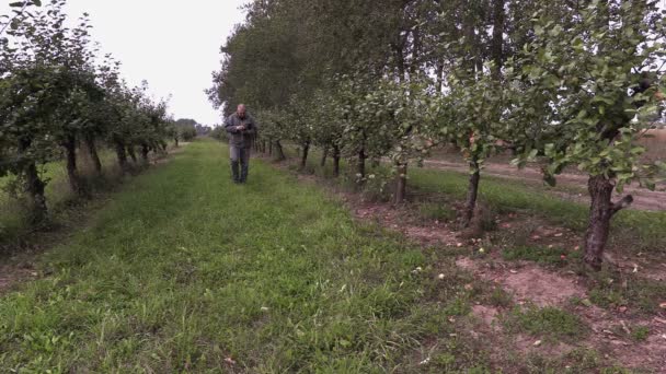 Agrónomo camina por huerto de manzanas — Vídeos de Stock