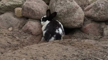 Tavşan yakın mağara
